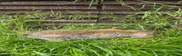 Mini Lop rabbits for sale: Rabits in Maldon - Advert 9