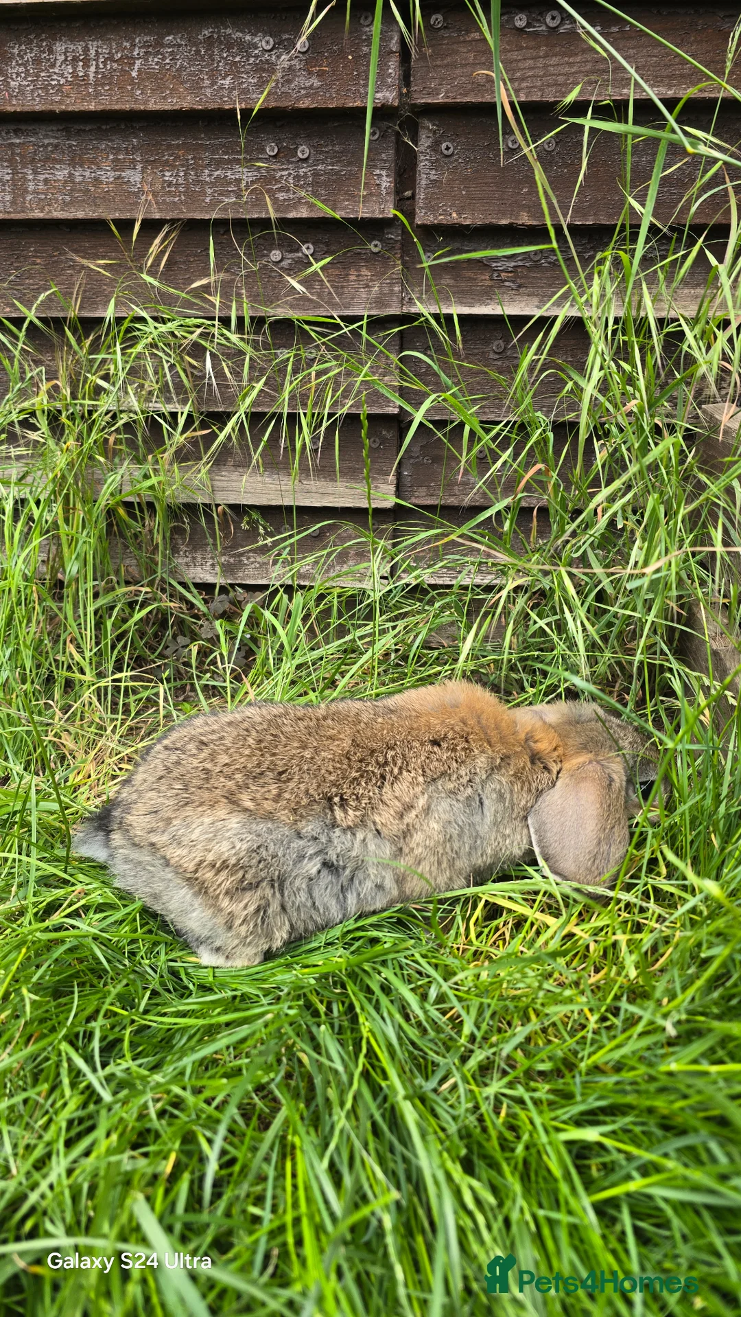Mini Lop rabbits for sale: Rabits in Maldon - Advert 9