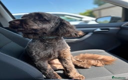 Cockapoo dogs for sale: Conkers needs a new home - Image 2