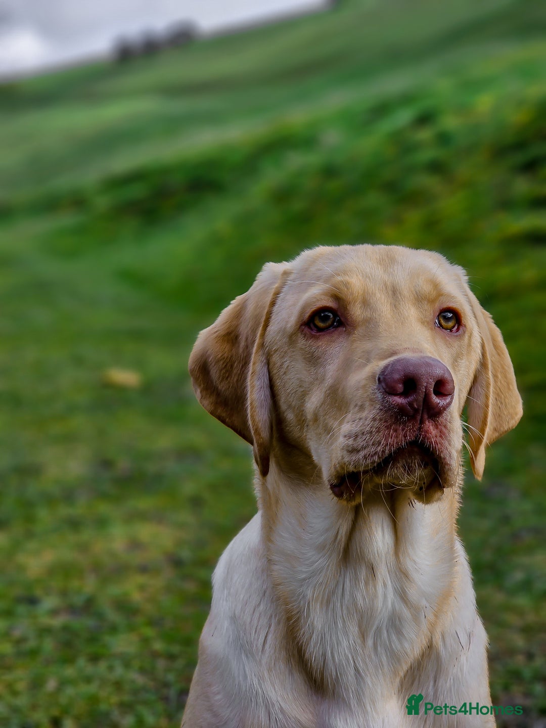 Labrador Retriever dogs for sale: 2 Year Old Beautiful Golden Lab - Image 3