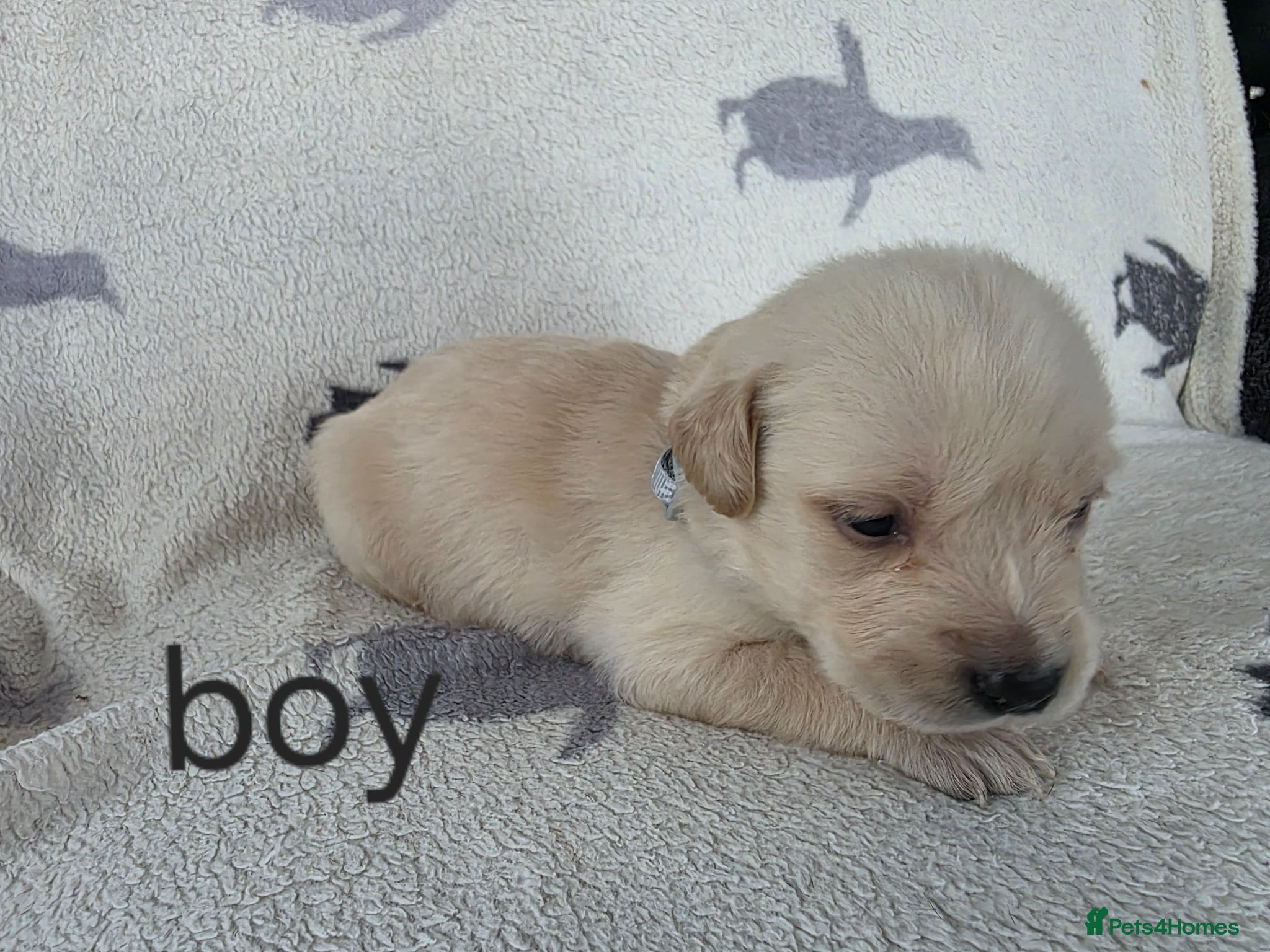 Goldador dogs for sale: retreiver puppys in Newport-on-Tay - Advert 7