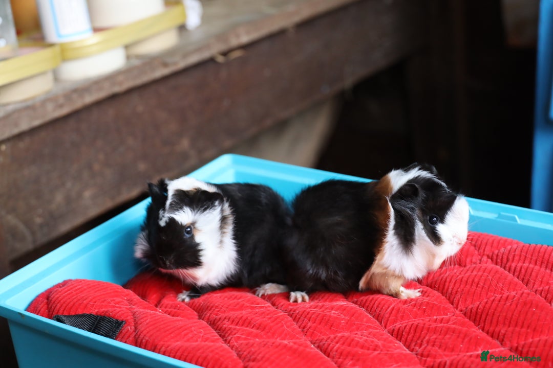 Guinea Pig rodents for sale: Peruvian long haired Babies - Advert 6