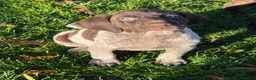 German Shorthaired Pointer dogs for sale: German Shorthaired Pointer puppies  - Advert 17