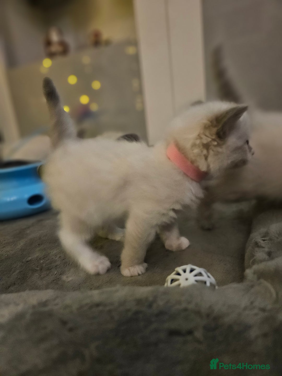 Ragdoll cats for sale: Baby girl and boy ragdoll kittens - Advert 9