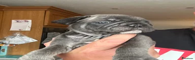 Pug 4