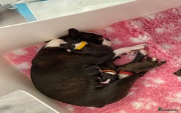 Boston Terrier dogs for sale:  🩷 KC reg gorgeous Boston terrier puppies  💙 - Image 9