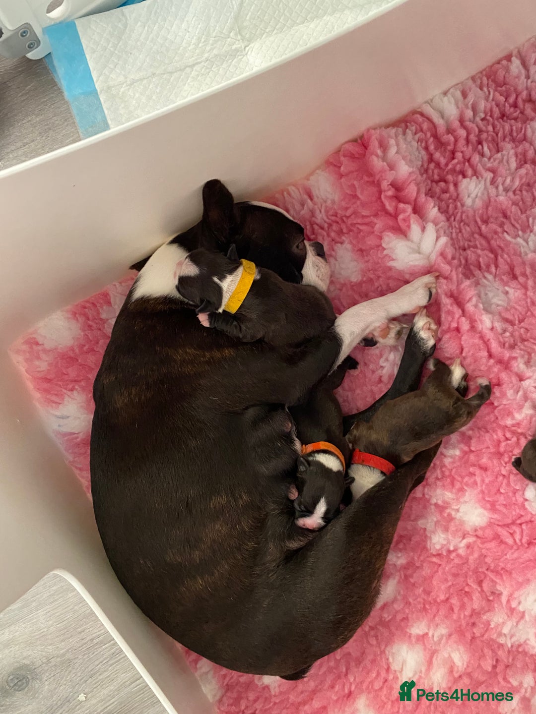 Boston Terrier dogs for sale:  🩷 KC reg gorgeous Boston terrier puppies  💙 - Image 9