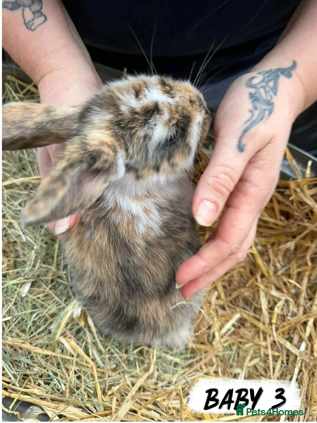 Mixed Breed rabbits for sale: Rabbits looking for forever homes! - Advert 4