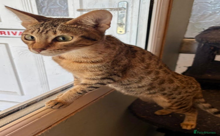 Savannah cats - Advert 13