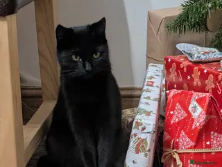 Mixed Breed cats Lovely temperament black cat - Advert 5