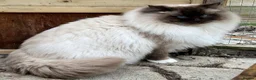 Ragdoll cats for sale: 🤎Exceptional Rare Chocolate Point Ragdoll Boy 🤎 - Advert 13