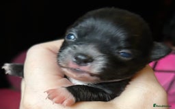 Pomchi dogs for sale: 2 beautiful tiny little Pomchi girls - Image 12