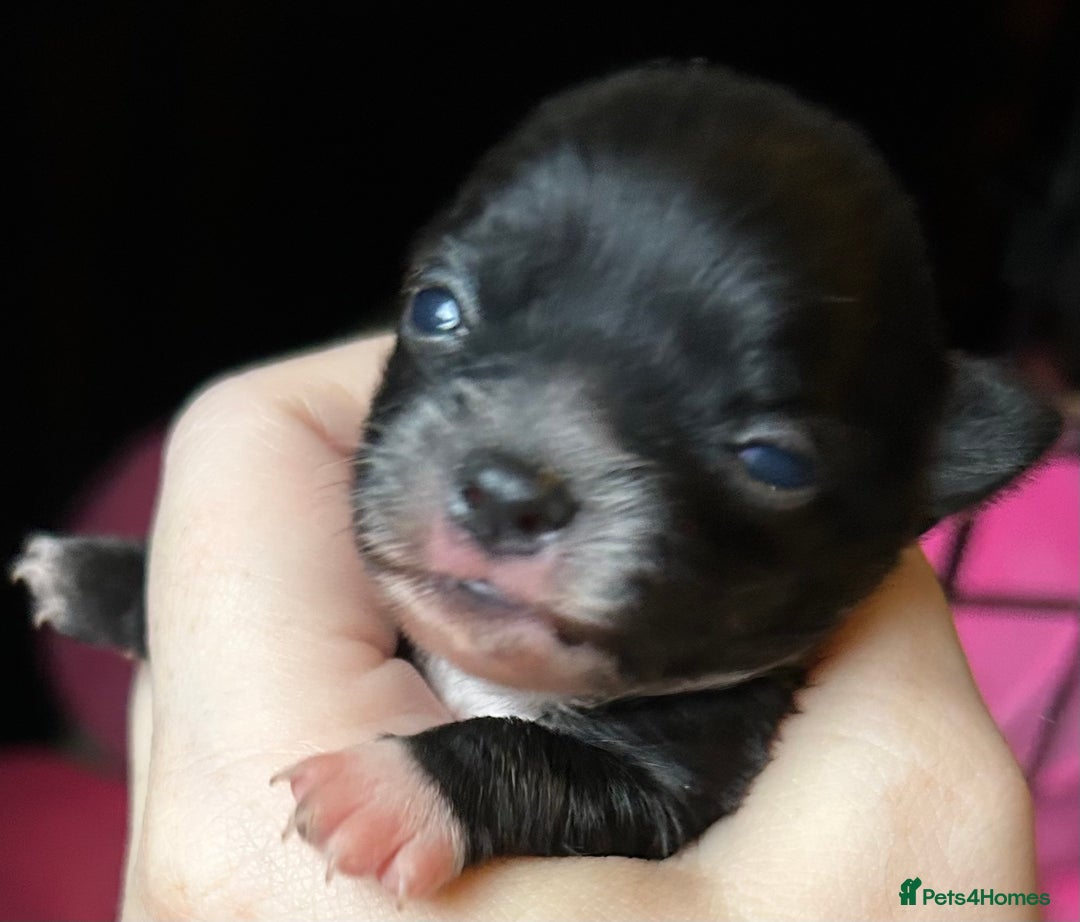 Pomchi dogs for sale: 2 beautiful tiny little Pomchi girls - Image 12