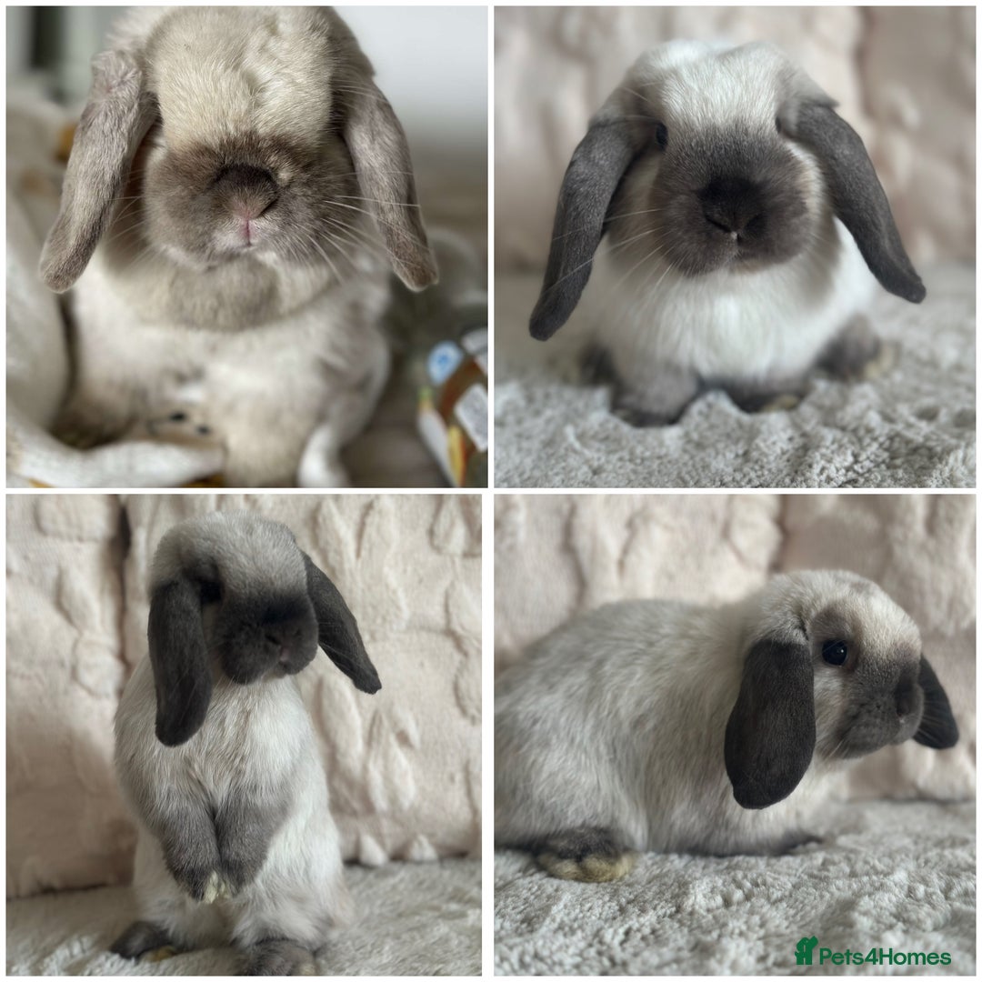 Mini Lop rabbits for sale: Gorgeous Adult and 3 Baby mini lops for sale  - Image 1