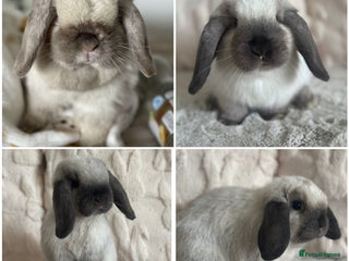 Mini Lop rabbits - Advert 12
