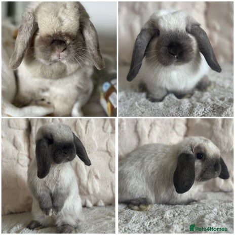 Mini Lop rabbits - Advert 4