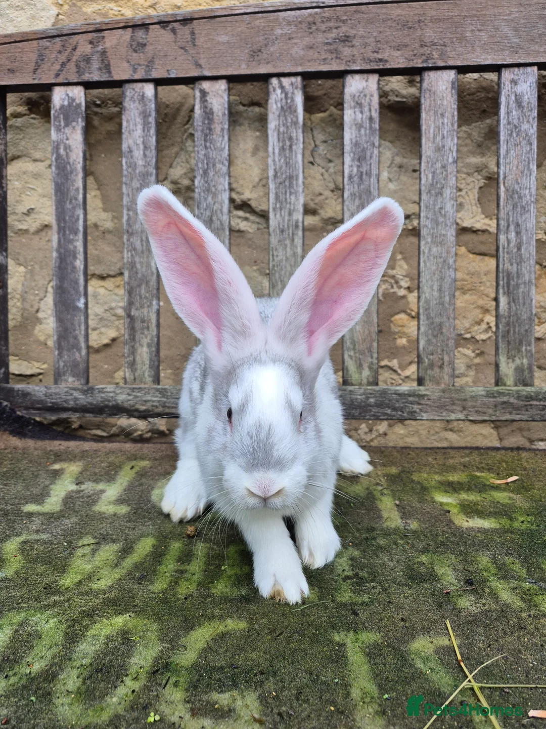 Continental Giant rabbits for sale: NOW RESERVED Continental Giant Fully Vaccinated  - Advert 4