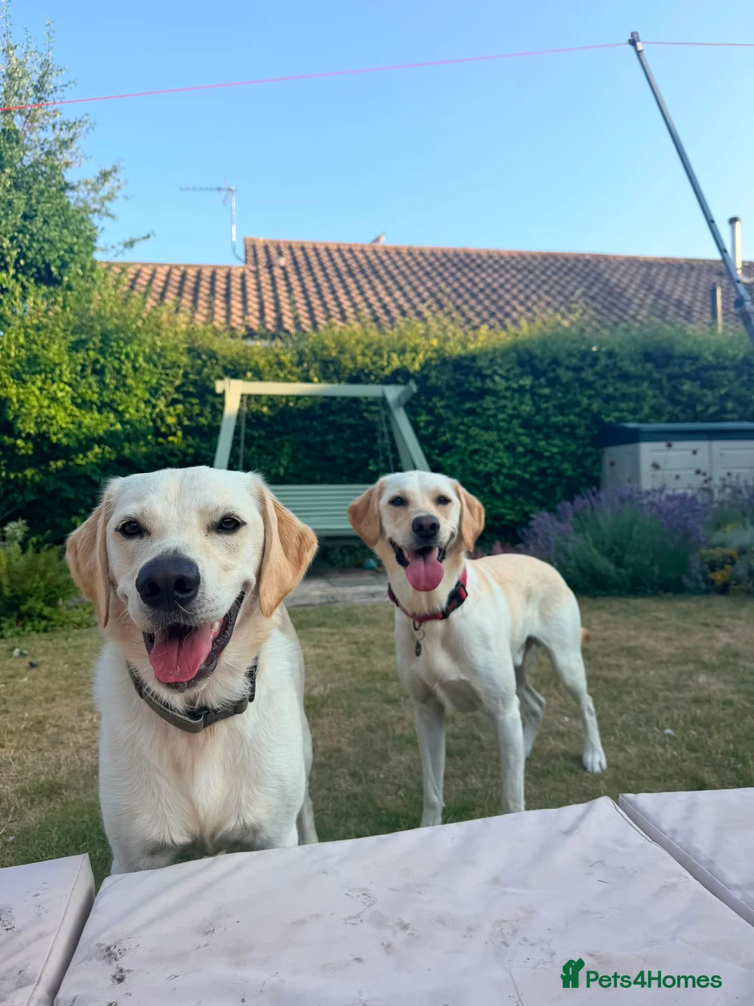 Labrador Retriever dogs for sale: Gorgeous Rufus - seeking forever home.  - Advert 2