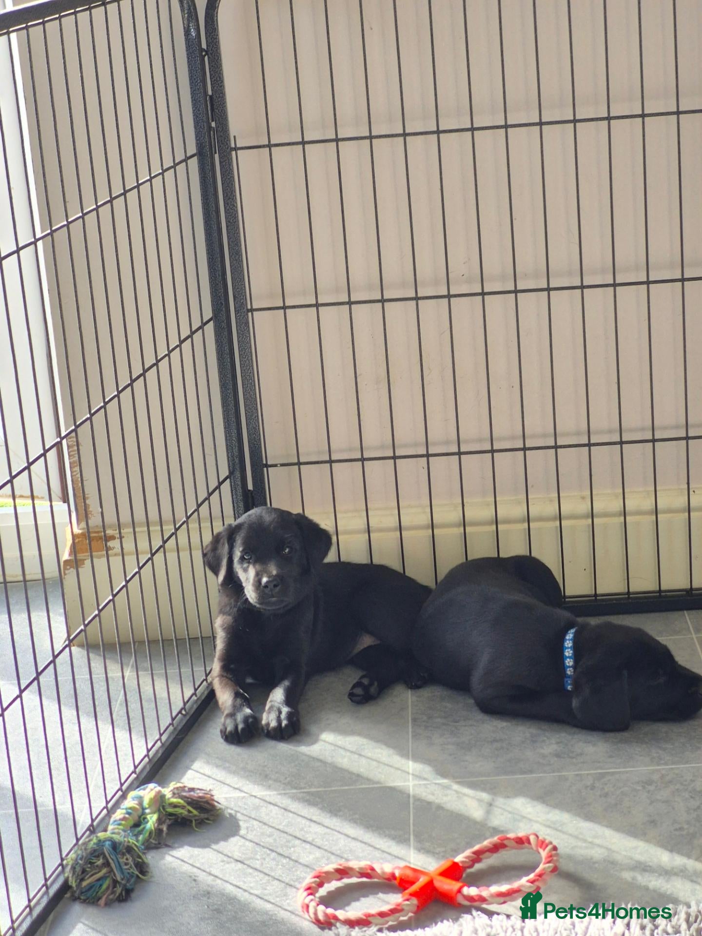 Labrador Retriever dogs Beautiful litter of labrador pups - Advert 1