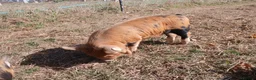 Pig livestock for sale: Kune kune piglets - Advert 3
