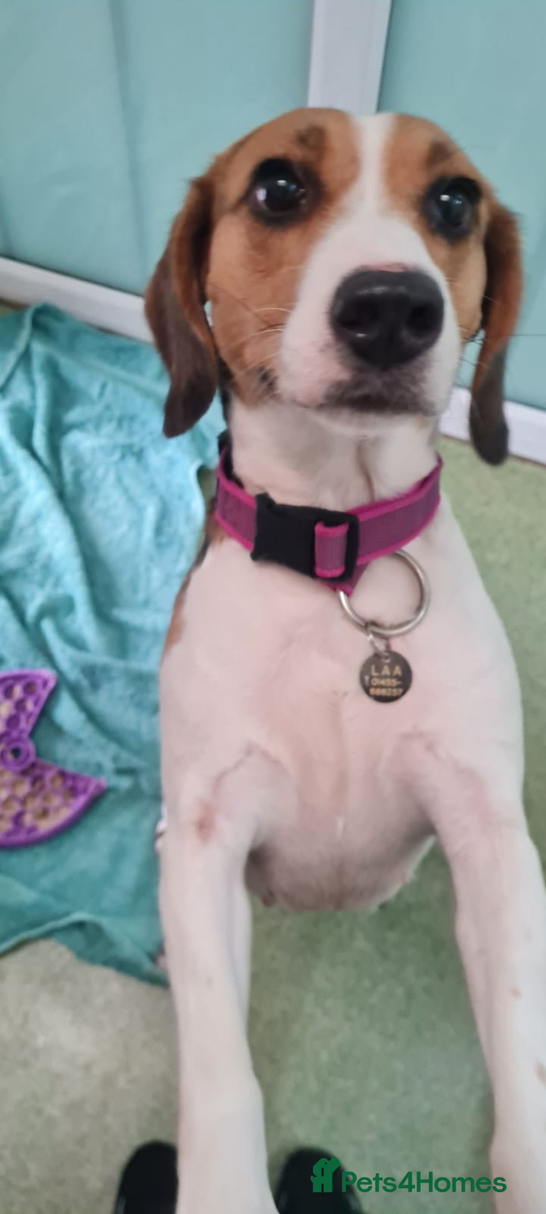 Beagle dogs for adoption: Fable - Image 2