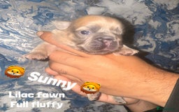 French Bulldog dogs for sale: Fluffy & testable frenchies - Image 10