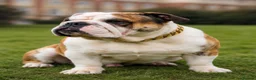 English Bulldog dogs for stud: TYSON - PROVEN KC REG STUD - Advert 1