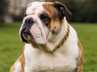 English Bulldog dogs TYSON - PROVEN KC REG STUD - Advert 1