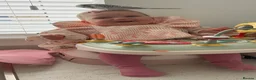 Budgerigars birds for sale: Talking Budgie Heartbreaking sale  in Newcastle upon Tyne - Advert 6