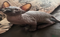 Sphynx cats for sale: ✨ Chunky Stunning Sphynx Kittens for Sale ✨ - Image 2