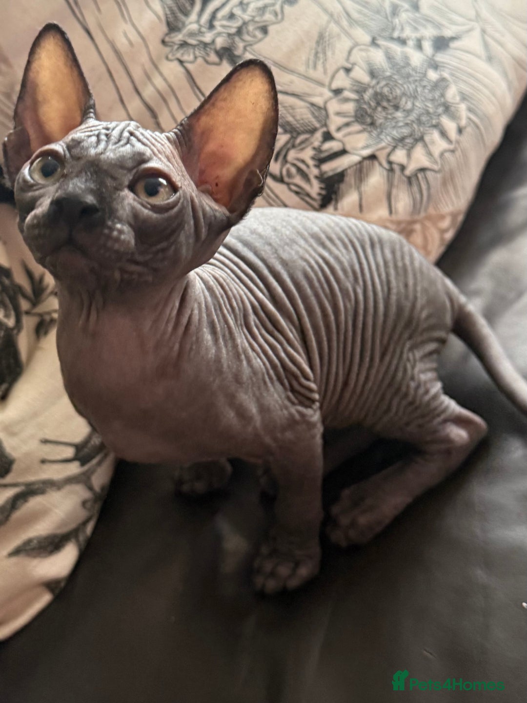 Sphynx cats for sale: ✨ Chunky Stunning Sphynx Kittens for Sale ✨ - Image 2