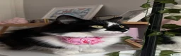Domestic Shorthair cats for sale: 2 Black and White Cats  - Advert 23