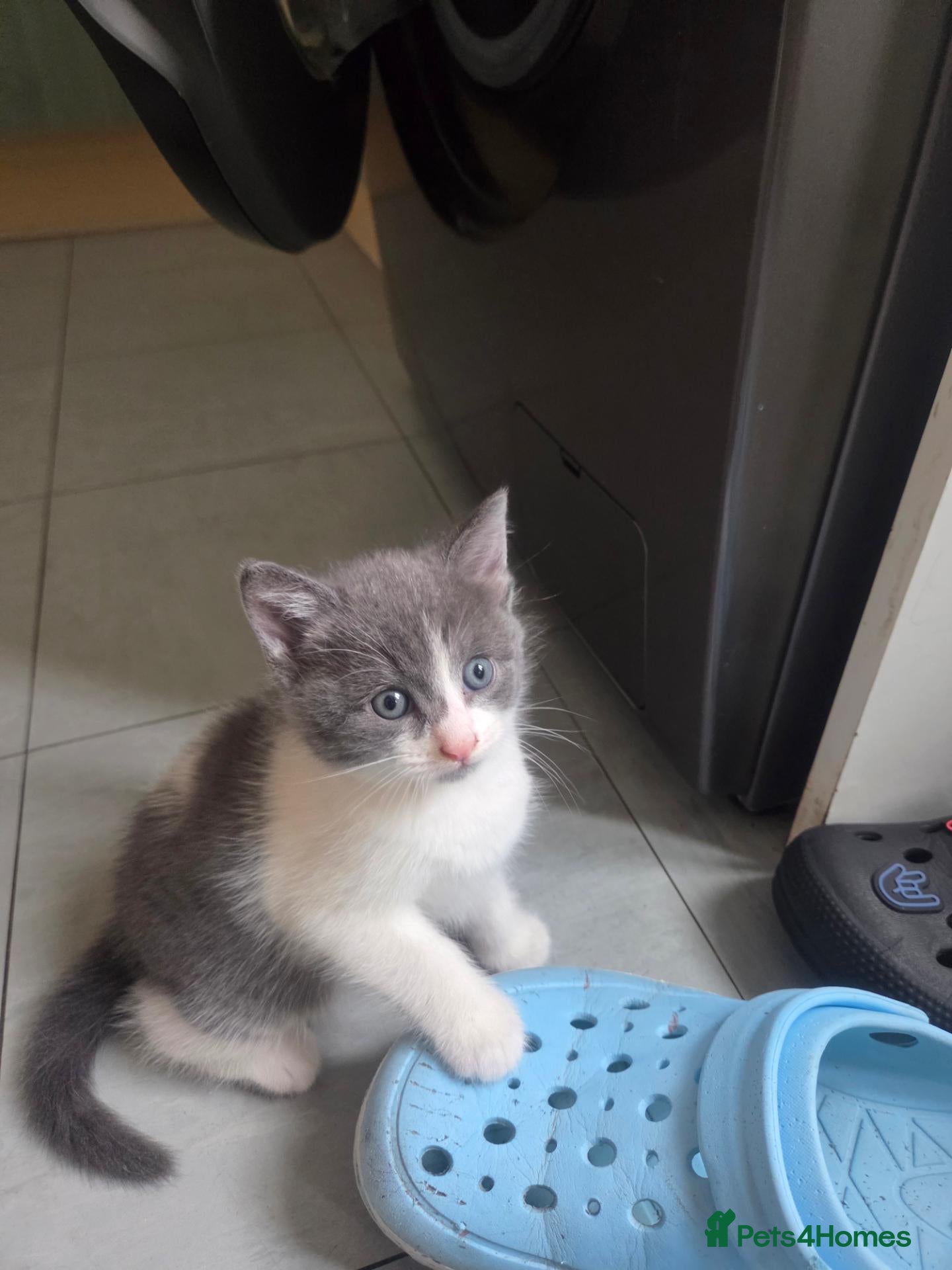 Mixed Breed cats  Grey and White Kittens  - Advert 12