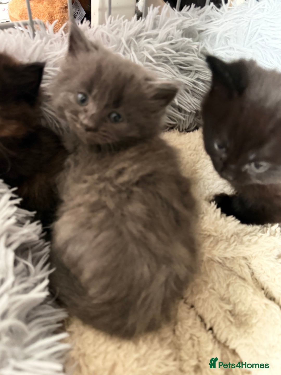 Mixed Breed cats for sale: 5 kittens  - Advert 5