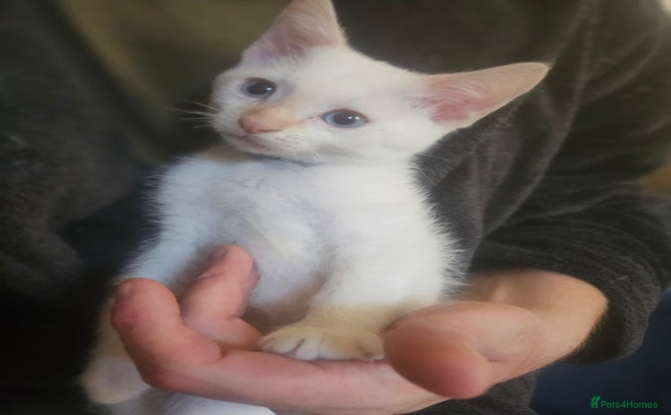 Sphynx cats - Advert 1