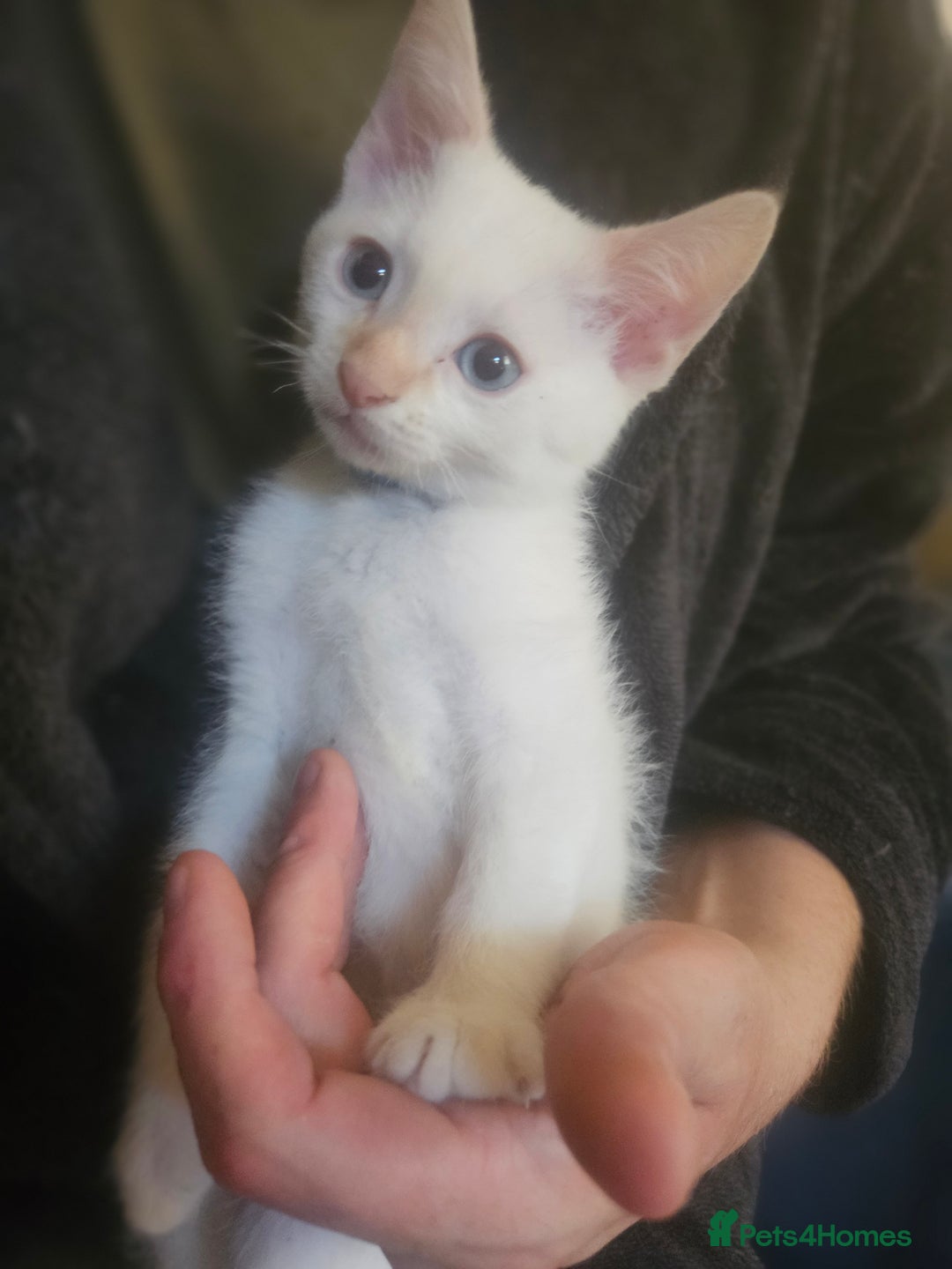 Sphynx cats for sale: Two white coated left due to none collection  - Image 1