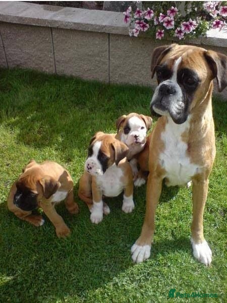 Boxer dogs Male Female Boxer Puppies - Advert 1