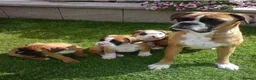 Boxer dogs for sale: Male Female Boxer Puppies in London - Advert 1