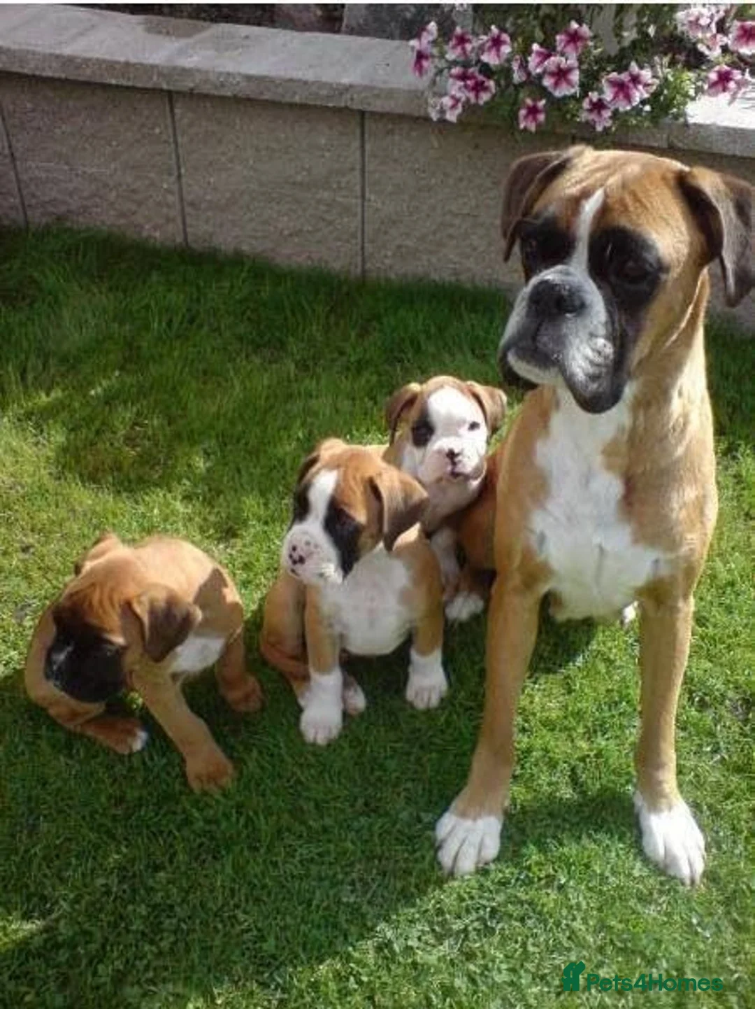 Boxer dogs for sale: Male Female Boxer Puppies in London - Advert 1