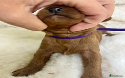 Cavapoo dogs for sale: Top Quality extensively tested F1b Toy cavapoo’s  - Image 12