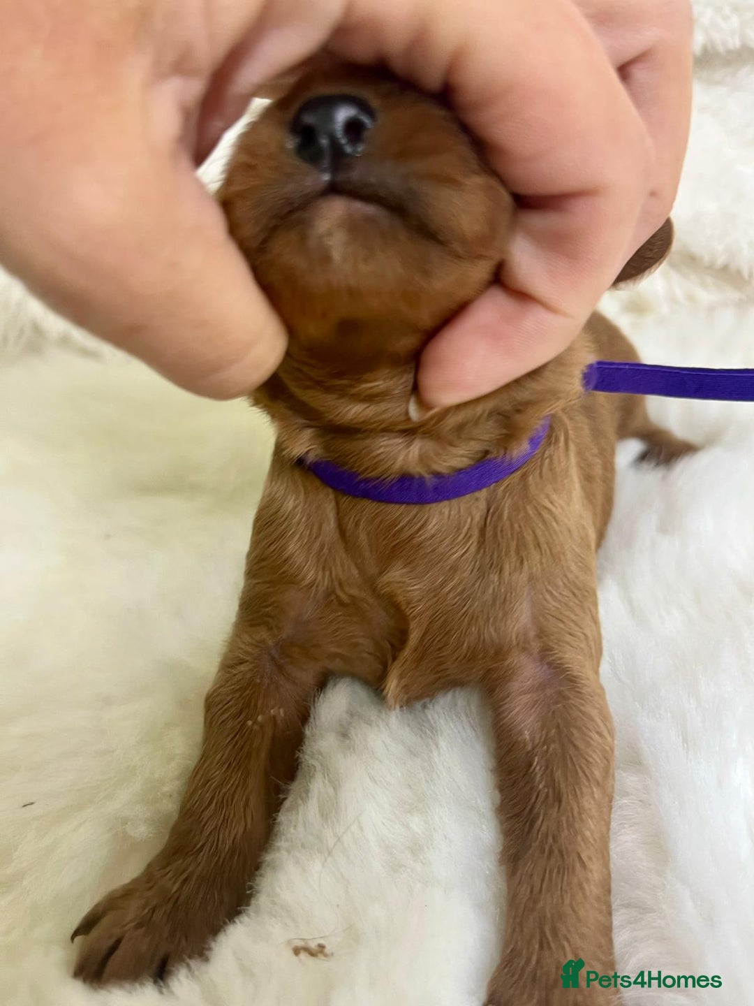 Cavapoo dogs for sale: Top Quality extensively tested F1b Toy cavapoo’s  - Image 12