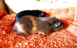 Guinea Pig rodents for sale: Two lovely boars looking for a new home! - Image 8