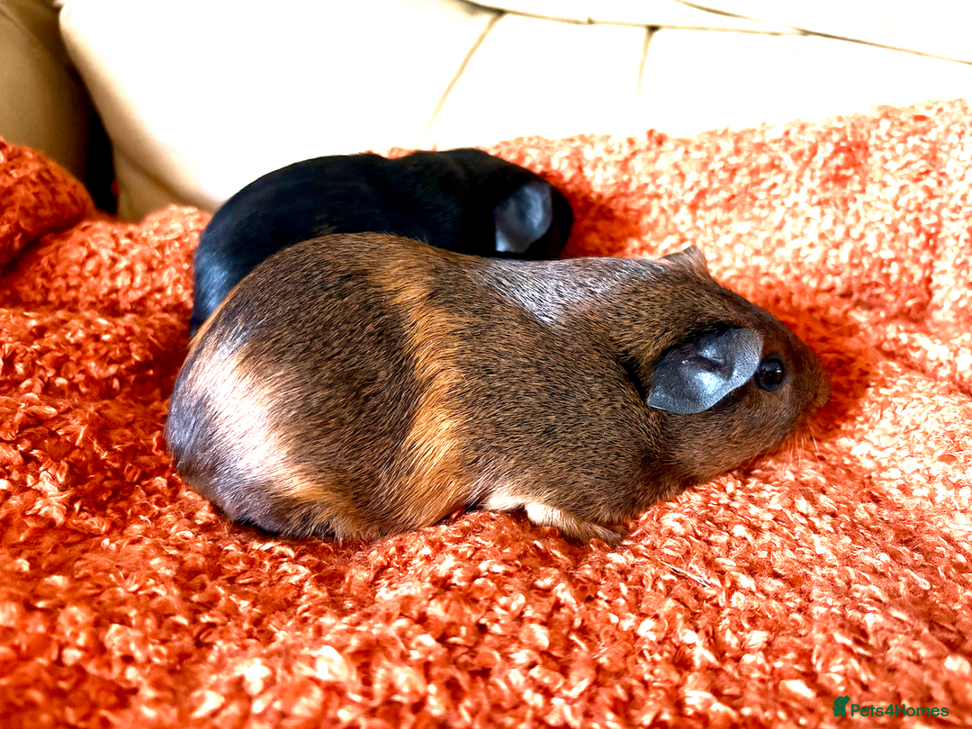 Guinea Pig rodents for sale: Two lovely boars looking for a new home! - Image 8