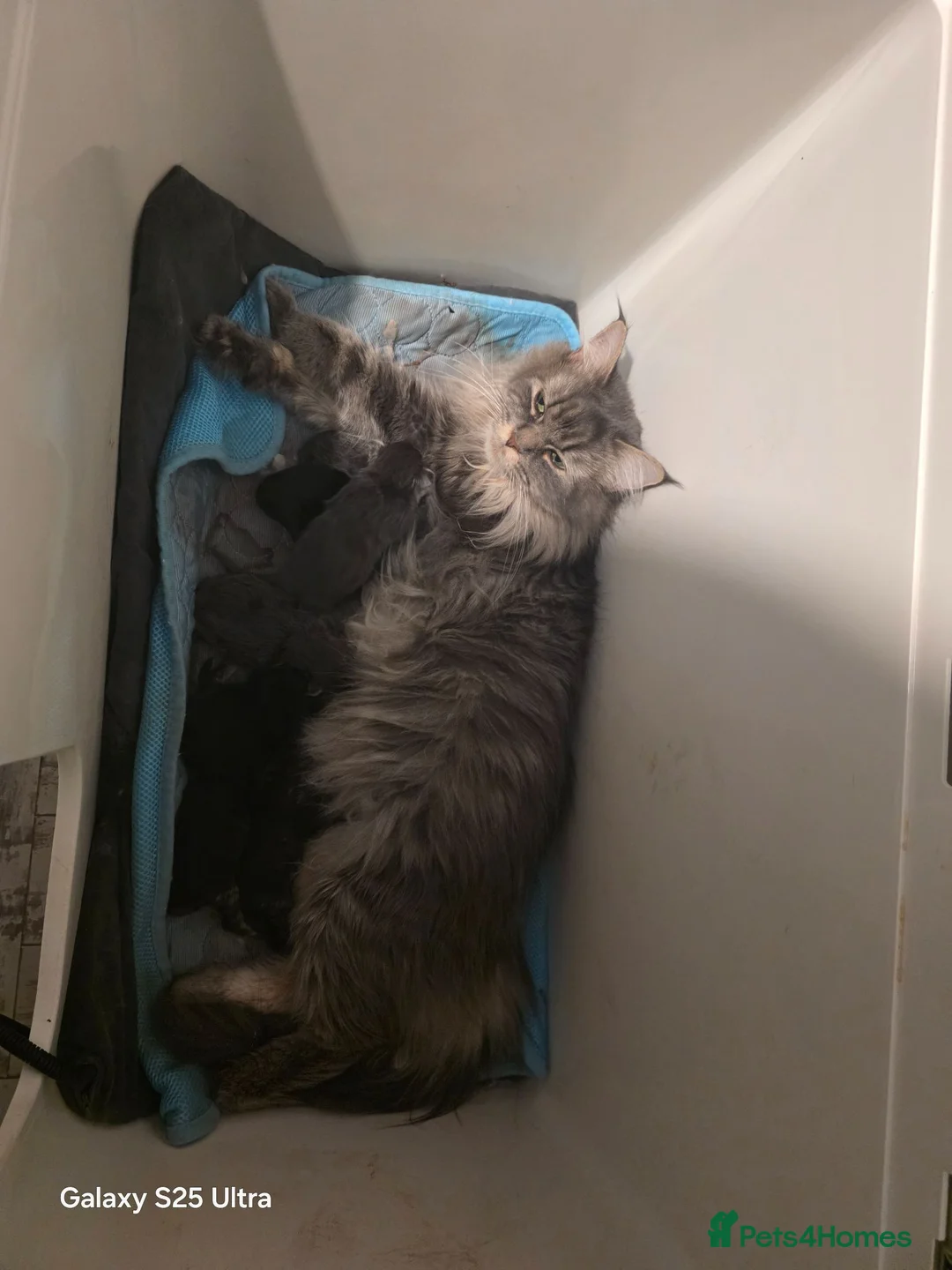 Maine Coon cats for sale: Stunning maine coon. Kittens 4 boys 1 girl  - Advert 16