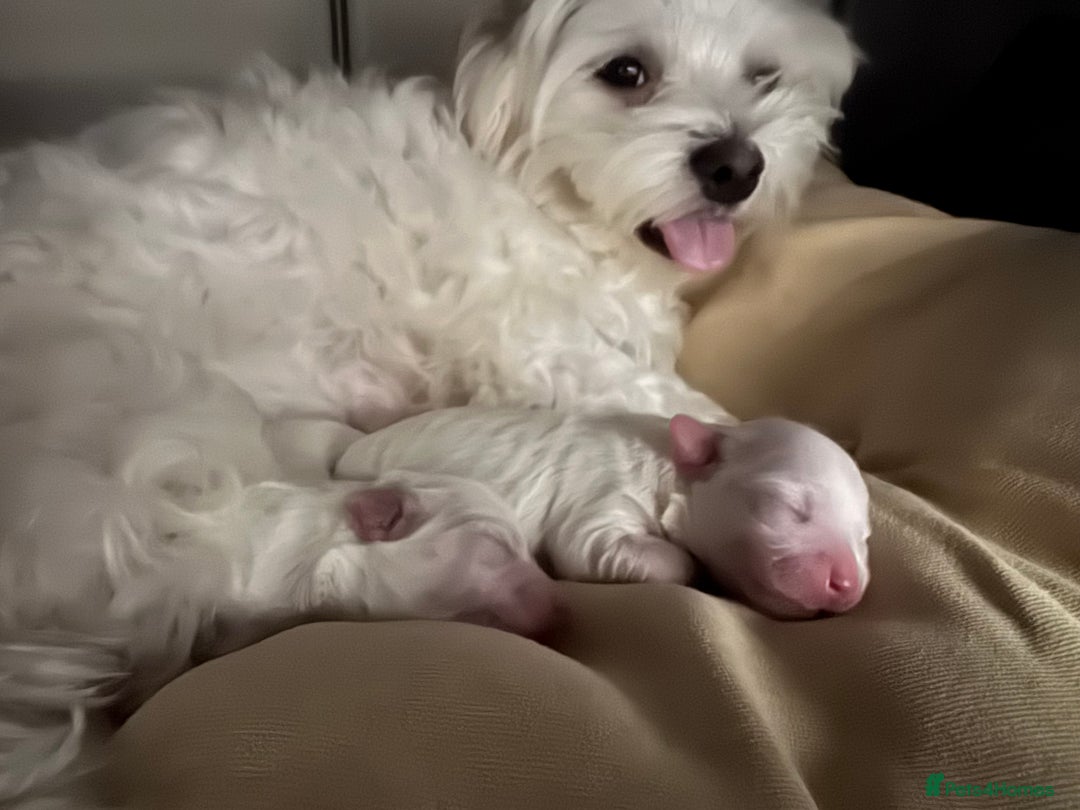 Maltese dogs for sale: 🐶 Adorable Male Maltese Puppies for Sale 🐾 - Image 19