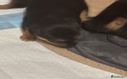 Jack Russell dogs for sale: Trad.working family short legged Jack Russell  - Advert 29