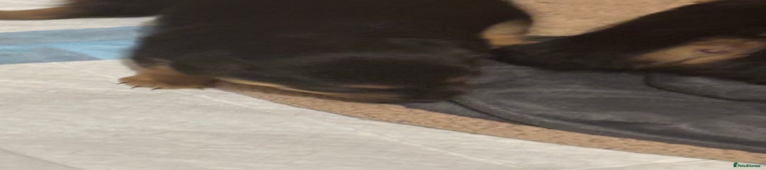 Jack Russell Puppy 8