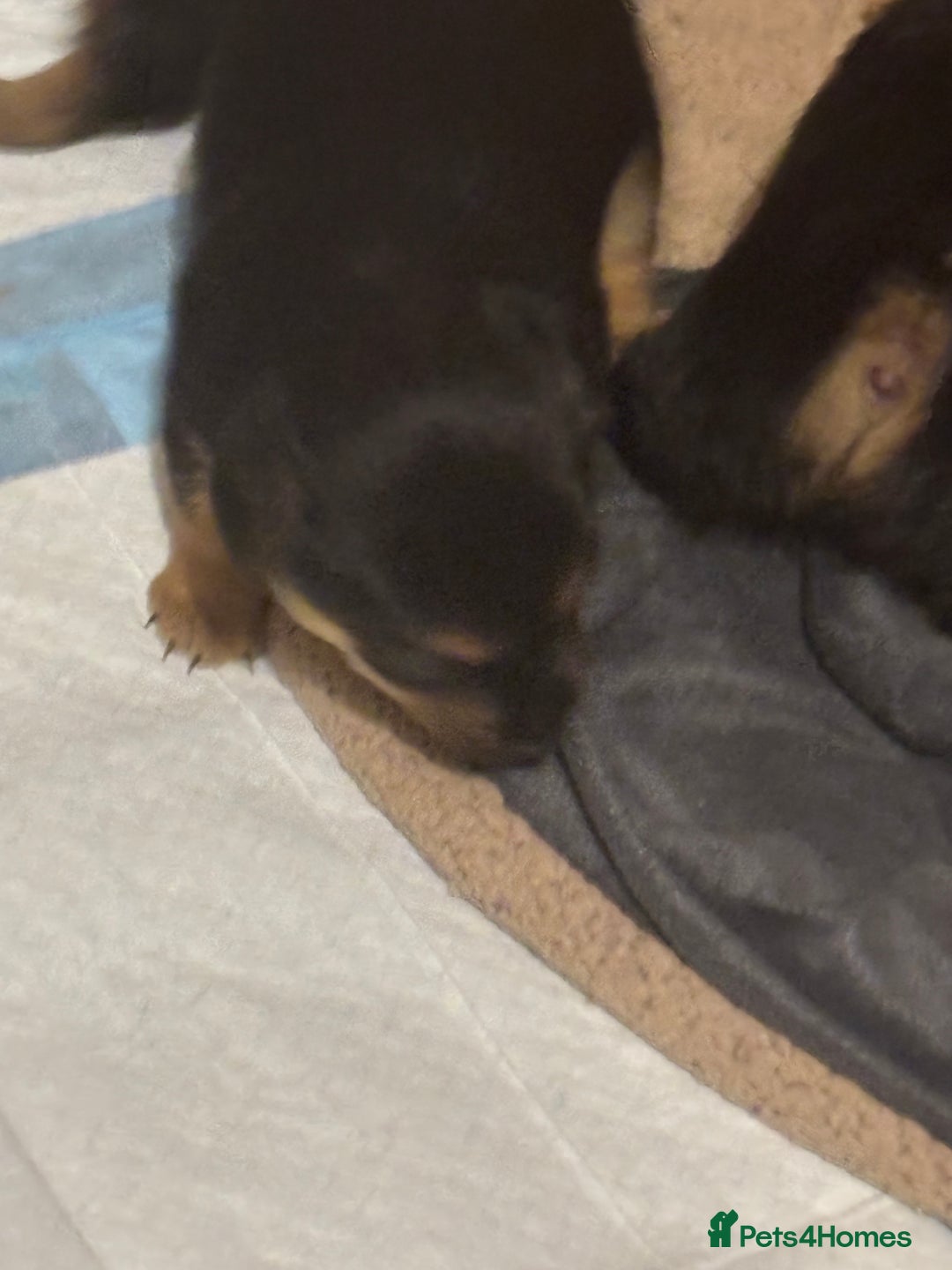 Jack Russell dogs for sale: Trad.working family short legged Jack Russell  - Advert 29