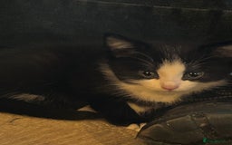 Mixed Breed cats for sale: Beautiful ragdoll x bsh - Image 5