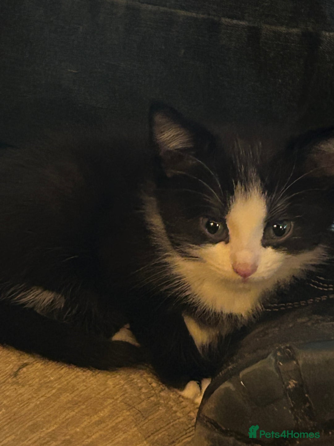Mixed Breed cats for sale: Beautiful ragdoll x bsh - Image 5
